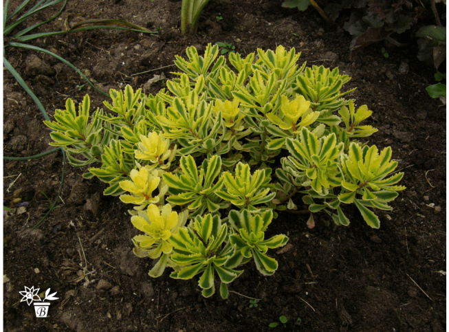 Sedum kamtschaticum var. kamtschaticum   'The Edge'